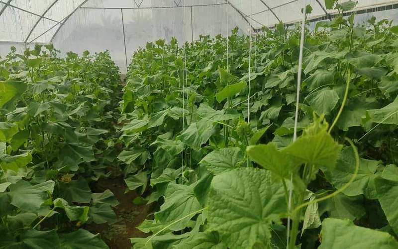 گلخانههای خانگی، معیشت روستایی مهرستان را تقویت کردند