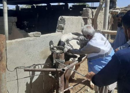 واکسیناسیون ۱۱۷۱ رأس دام سراوان علیه تب برفکی