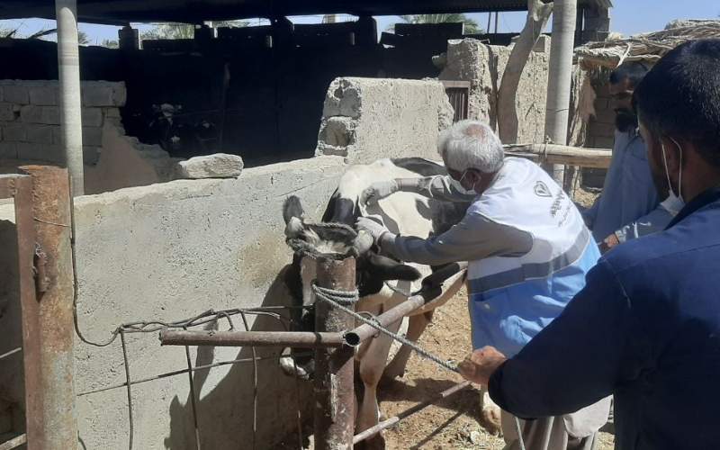 واکسیناسیون ۱۱۷۱ رأس دام سراوان علیه تب برفکی