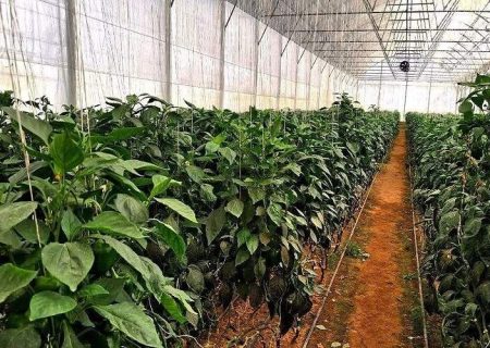 گلخانه‌های نوپای سیستان در پیچ‌وخم تأمین سوخت گرفتار شدند