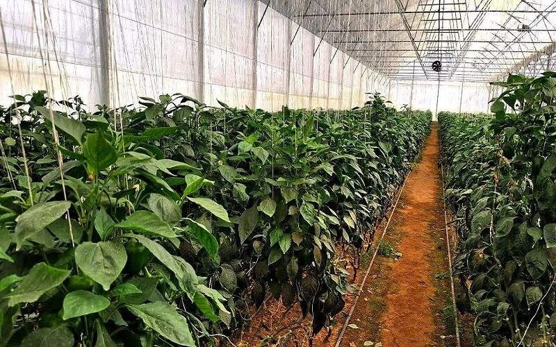 گلخانه‌های نوپای سیستان در پیچ‌وخم تأمین سوخت گرفتار شدند