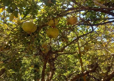 برداشت انار از باغات خاش به نیمه رسید