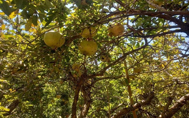 برداشت انار از باغات خاش به نیمه رسید