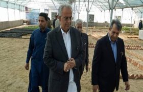 عملیات اجرایی فاز سوم «پارک جنگلی زاهدان» کلید خورد
